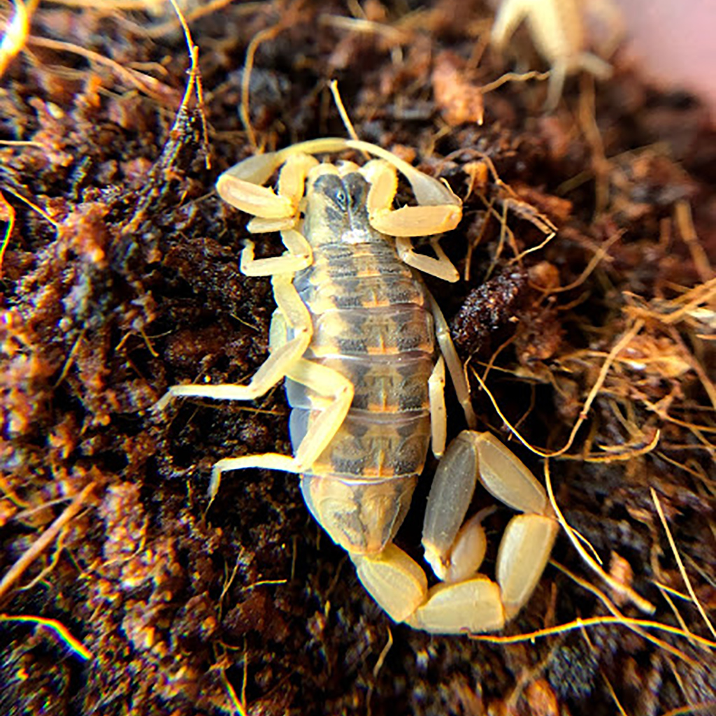 Striped bark scorpion stalking a cricket at the Fort Worth Nature Center