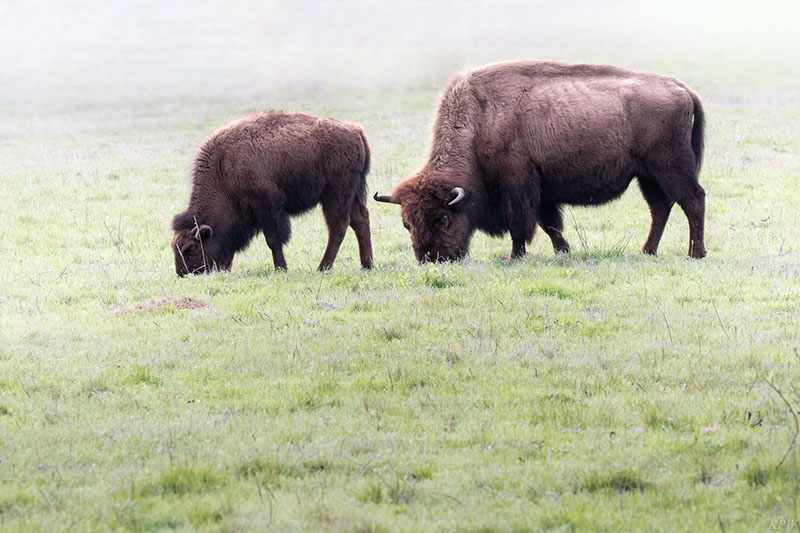 Two bison grazing in the pasture at the Fort Worth Nature Center