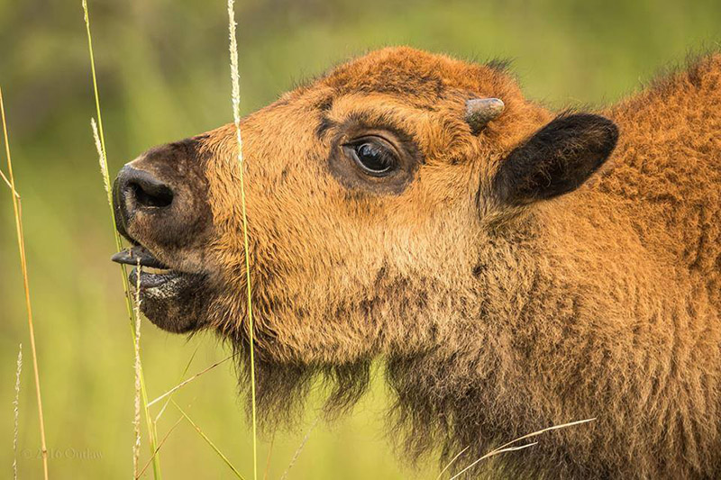 Bison calf eating a stalk of tall grass at the Fort Worth Nature Center