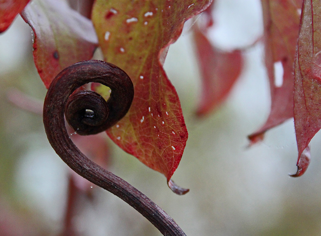 Closeup of a tendril vine in front of red and yellow leaves at the Fort Worth Nature Center