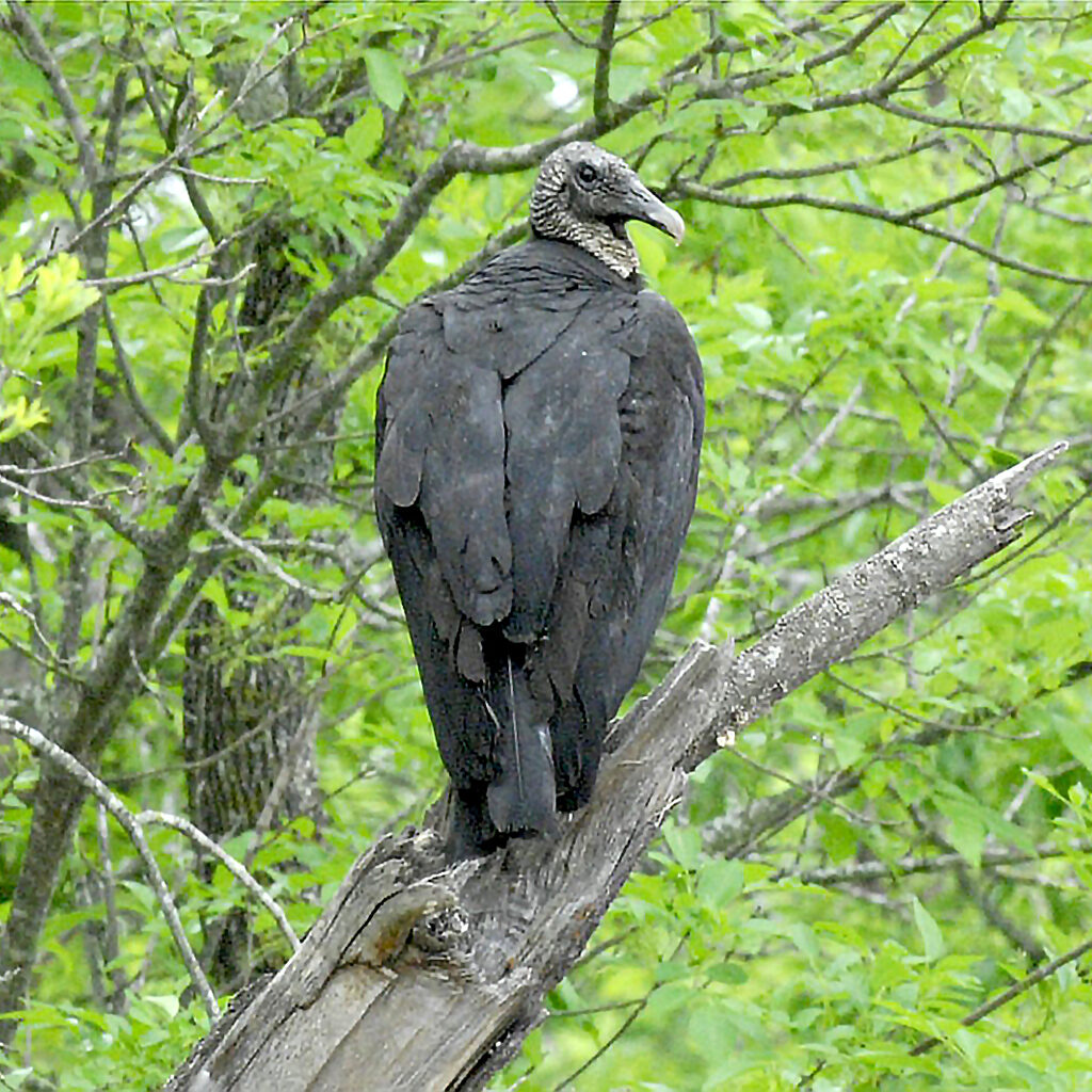 Black vulture sitting on a branch at the Fort Worth Nature Center