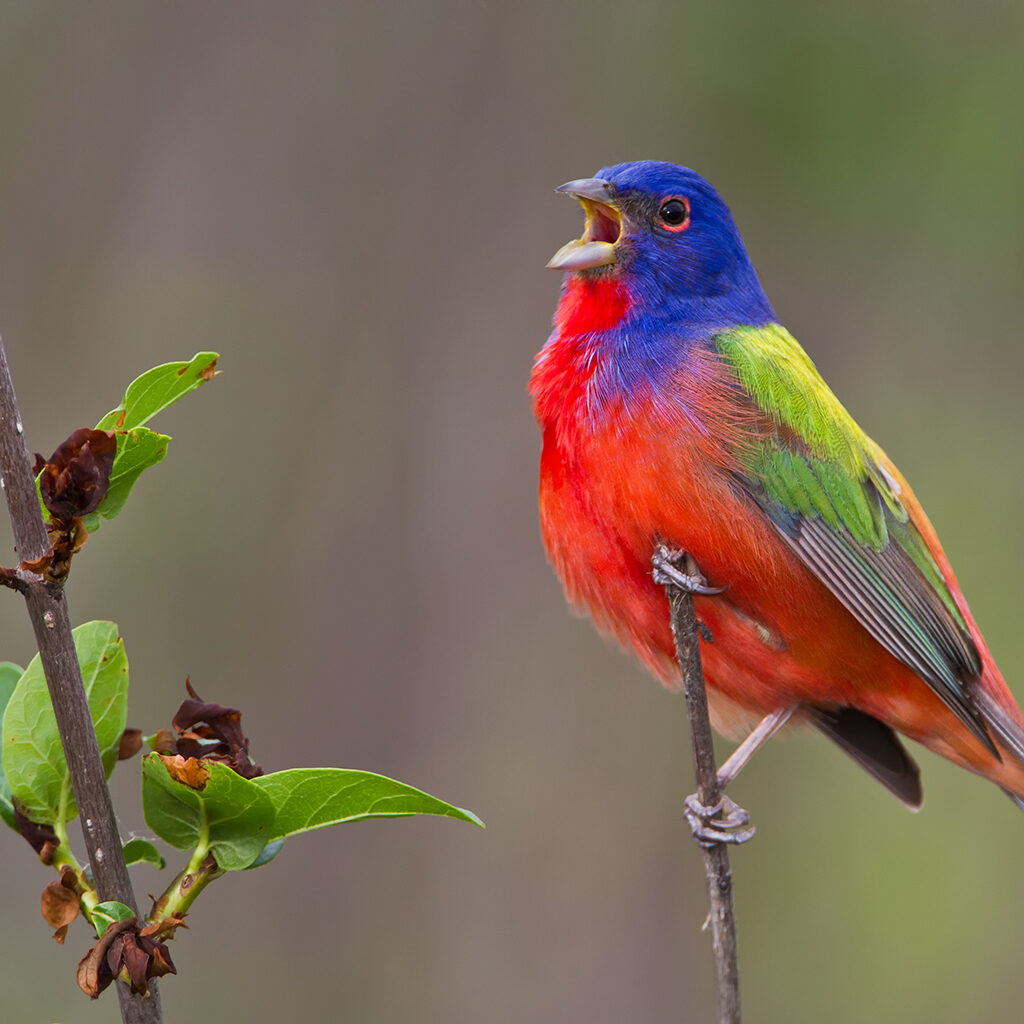 Colorful painted bunting sitting on a branch singing at the Fort Worth Nature Center
