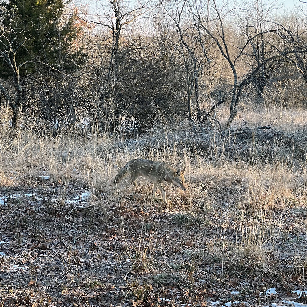 A coyote in the brush at the Fort Worth Nature Center & Refuge