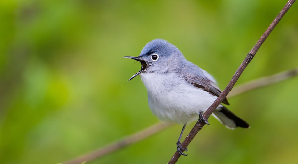 Closeup of a Blue-Gray Gnatcatcher sitting on a branch singing at the Fort Worth Nature Center