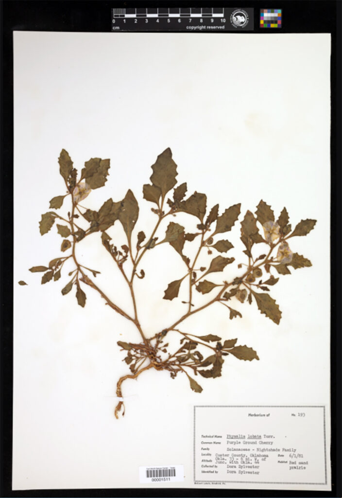 Herbarium specimen of purple ground cherry