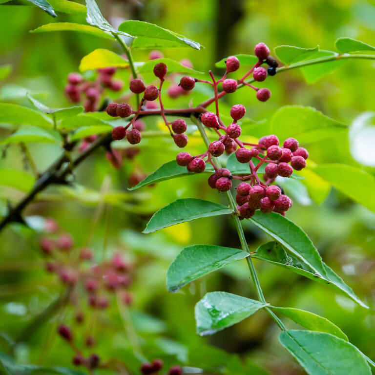 Common Prickly Ash Friends of the Fort Worth Nature Center