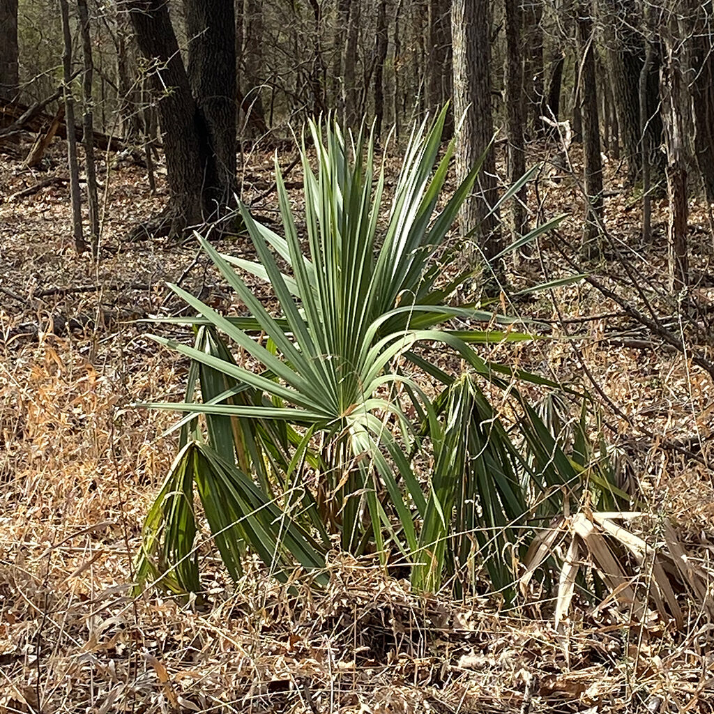 Dwarf palm in the forest